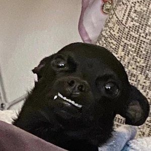 Meet your Posher, Daria